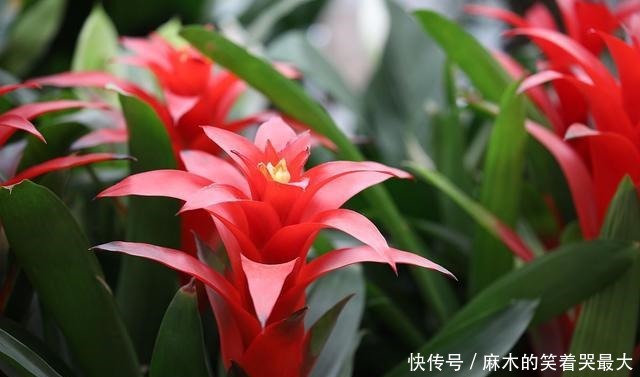 适合冬天养的8种耐阴花,没有直射光,也能有花赏!