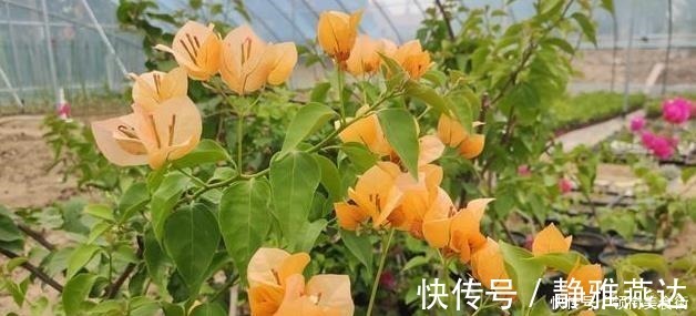 松针土|野外捡点“这种土”，栀子花茉莉花最喜欢，透气有营养，省钱好用！