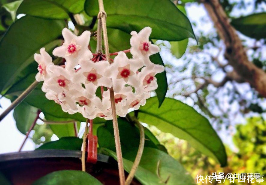 如果每人只许养一种花,建议“懒人”试试它,不用过多打理就很美