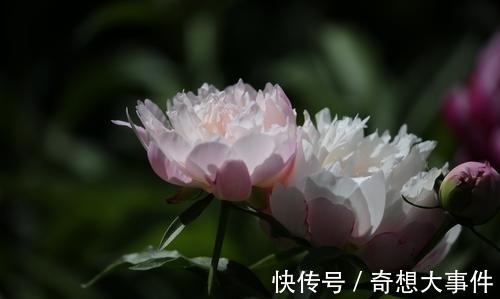 栽培|都知道牡丹是“花王”,却不一定知道谁是“花相”?值得了解一下