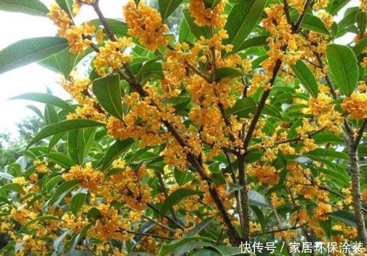  疯长|花友最喜欢的4种花，浇水就疯长，开花就爆盆，养在家里太美了！