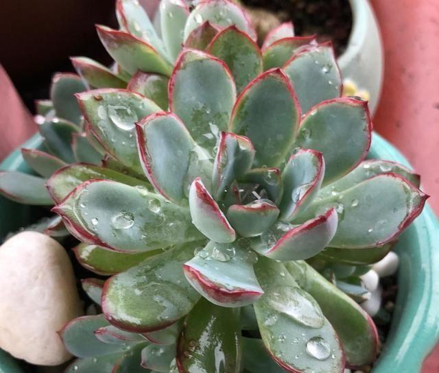 休眠|6种漂亮花,就怕下雨天,淋雨就发黄,雨天快搬屋里去