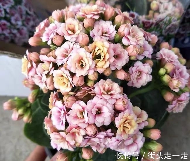 45种长寿花,个个都美爆了,你家养了多少种?