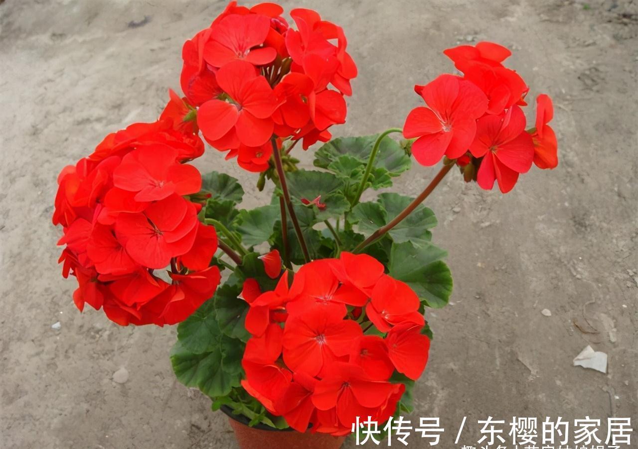 非洲堇|适合秋天养的7种花,好养易活,只要环境合适,爱开花,花期长