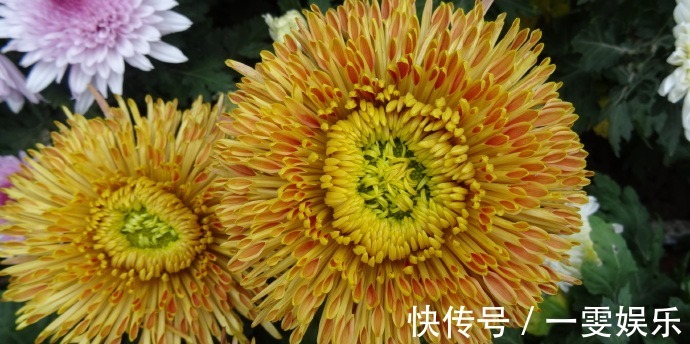 名菊|喜欢菊花,不如养盆“珍品名菊”蜡菊,花型大气,素雅耐看!