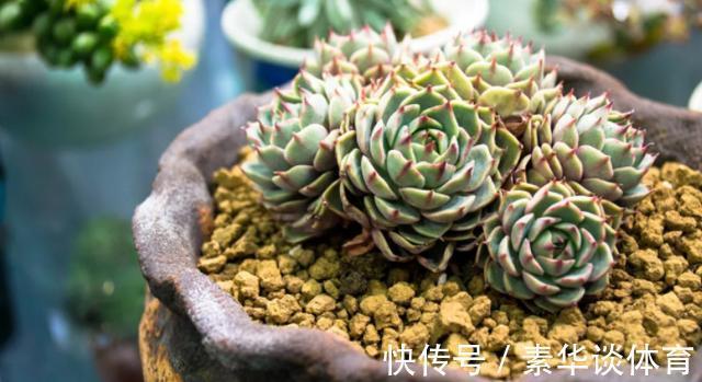 花友们|养多肉，花友们“别踩”这3误区，不然养一盆坏一盆
