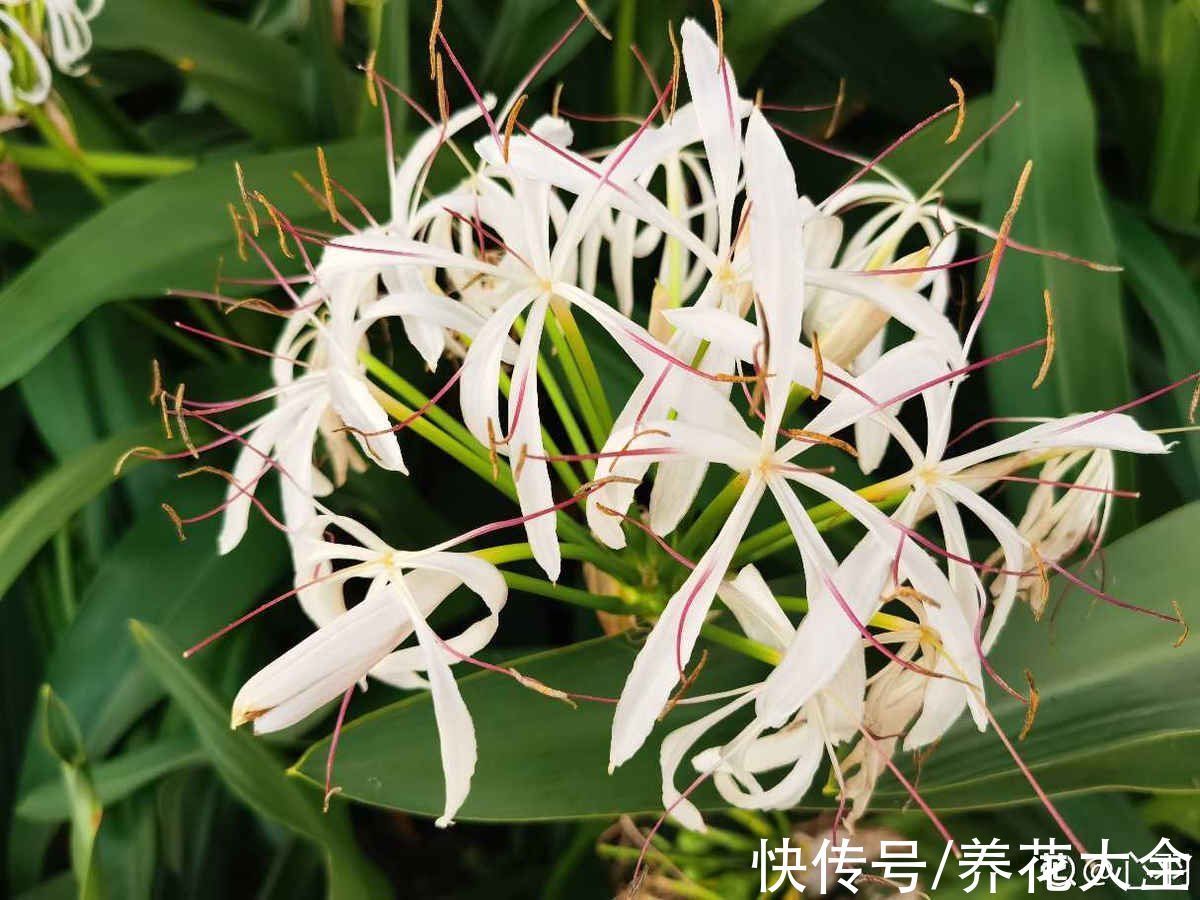 30种观叶植物,能观赏也净化空气,总有一种你养过