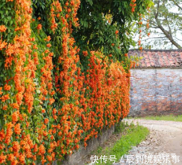 3种“爬墙”植物，种在院子里，就是天然“背景墙”，漂亮又好养