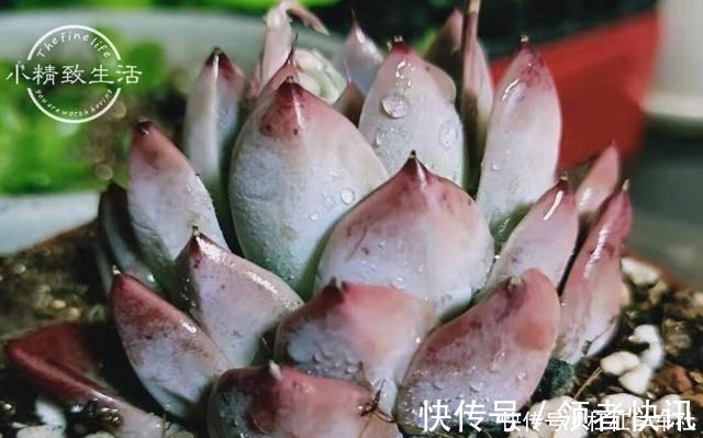 肉肉|养多肉要会控水，注意6点，1个小技巧，肉肉不用施肥也很胖！