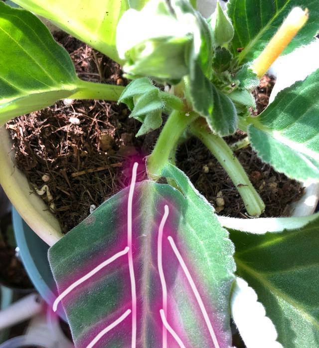 “10种花”好养又漂亮,有点散光就“生长”,花叶俱美,富贵大气