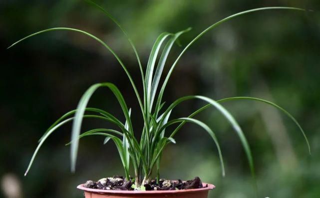 叶面肥|兰花怎么施肥?简单实用的4种方法,养好兰花不再难