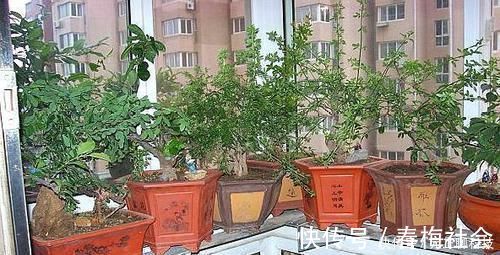 养花就用“它”,比生根水、生根粉要厉害“1倍”,养啥都能旺