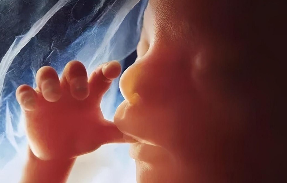 妈妈|胎宝在妈妈肚子里都会做啥胎儿“每日工作安排”，笑哭多少孕妈