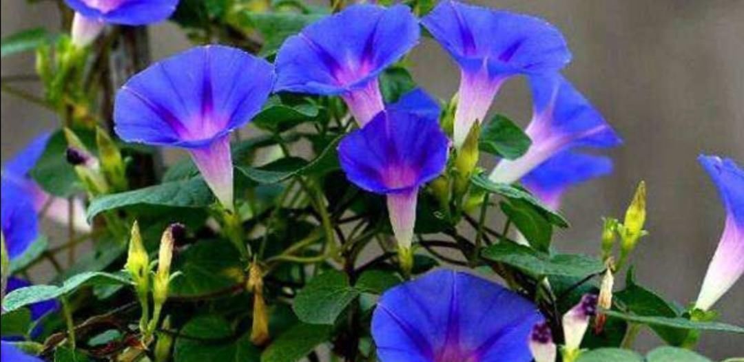 花期|4种普通的花草，适合庭院种植，播种一次，年年都能开花