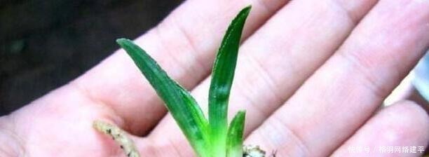 养花|盆里有了“它”,“小芽”多又壮,养啥旺啥,可别再“扔”了!