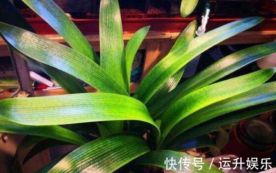 君子兰喜“阴”还是喜“阳”,很多人都搞错了,难怪黄叶不开花