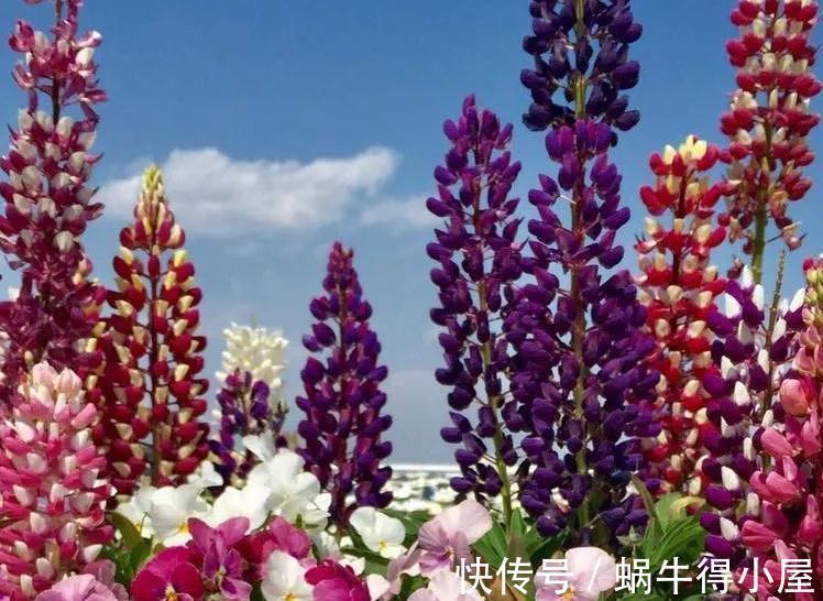 植株|花园不能没有它，鲁冰花一开成一片，五彩缤纷煞是好看