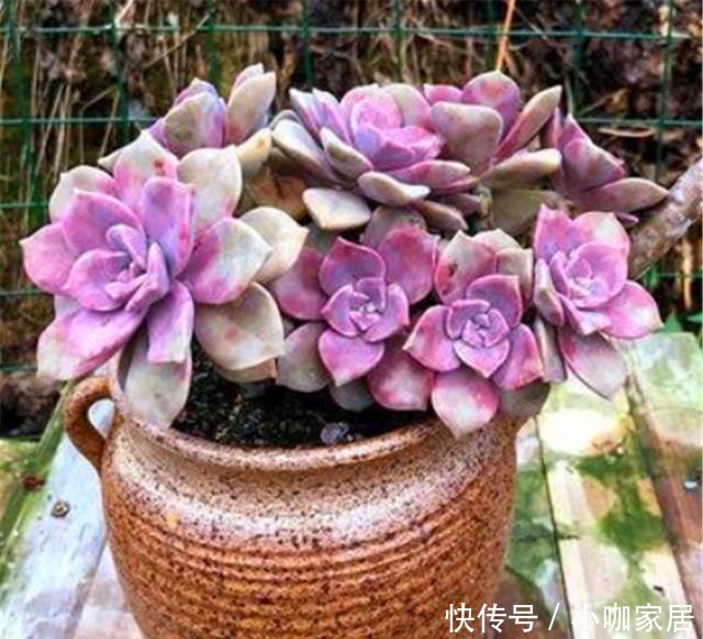 亮丽|多肉中的紫色精灵,颜色亮丽养护简单,虐一虐,养成悬崖桩