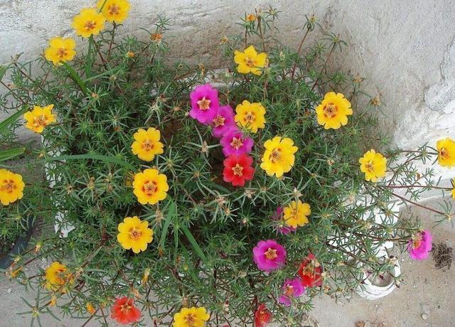 第一次养花选什么就养这2种,放在盆里自己繁殖,太好养了