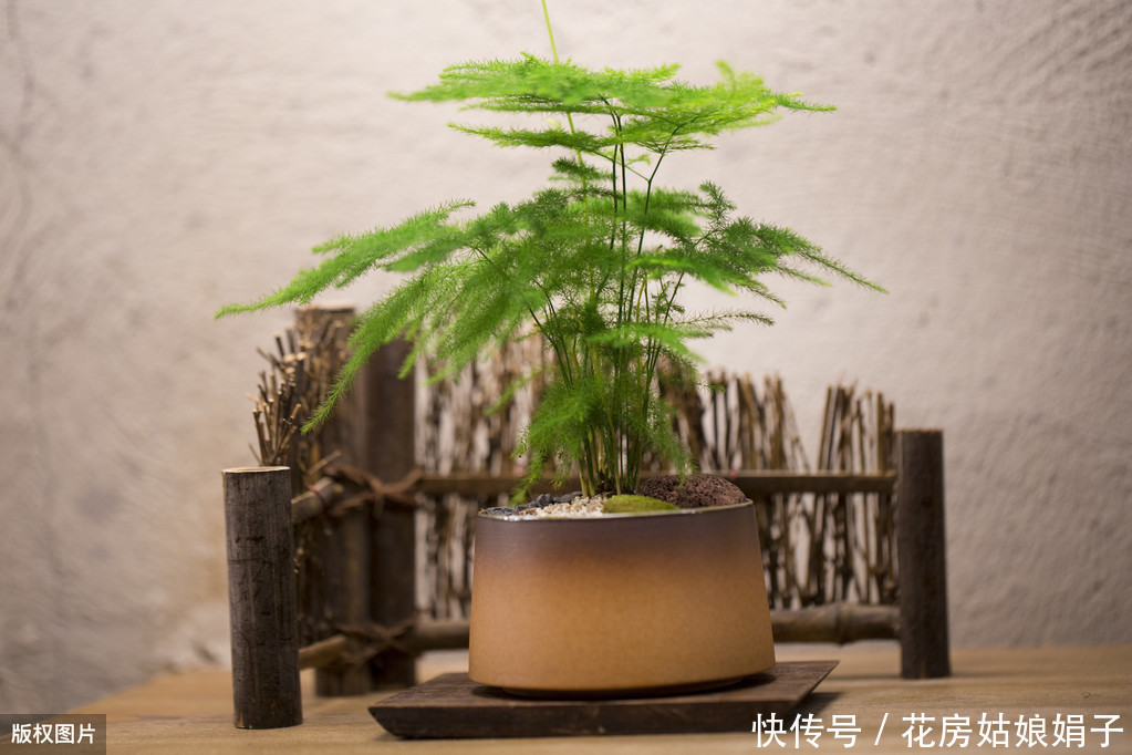 60后盆景大师的忠告,不能进的10个误区,踩中1个,白干1年