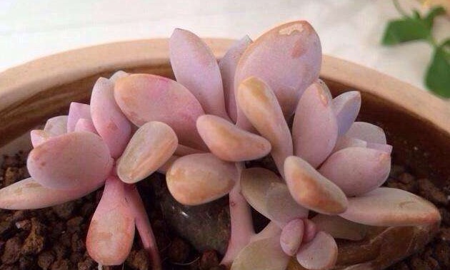 新手养多肉就选冬美人，注意这三点，简简单单养爆盆，美丽极了