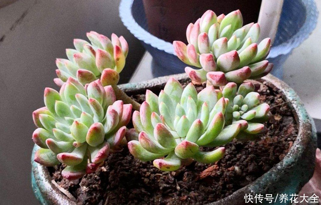 爆盆|适合新手养的多肉蓝苹果，注意3个方面，轻松养爆盆