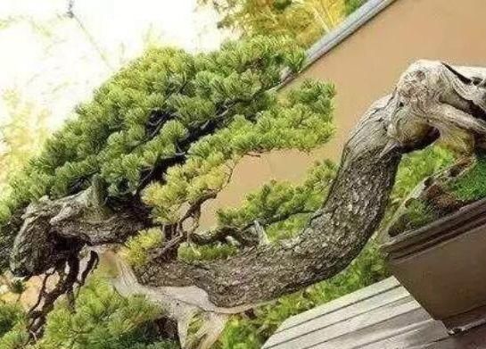 世界上最名贵的花,一盆就是一座房子!