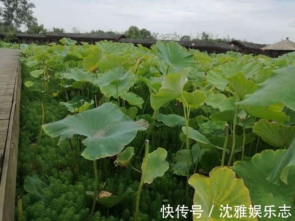 游客|景区数百亩荷花被偷盗一空，游客强入两次报警，景区根本拦不住