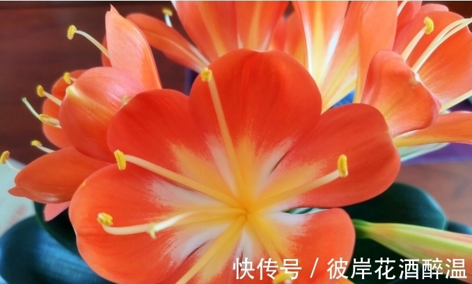 如何让君子兰主动开花？给你4个建议，到时间就开，不用发愁