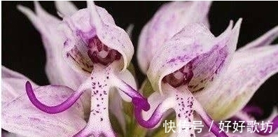 世界上长相最怪异的植物, 不仅长得像人也像各种动物