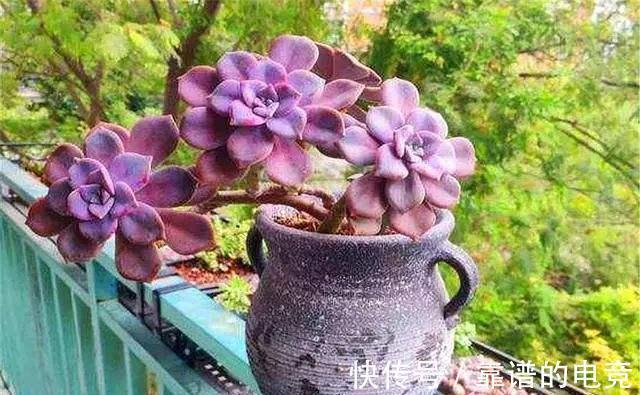 想让多肉冬季“变美”,除“阳光”多些,3“动作”也要重视