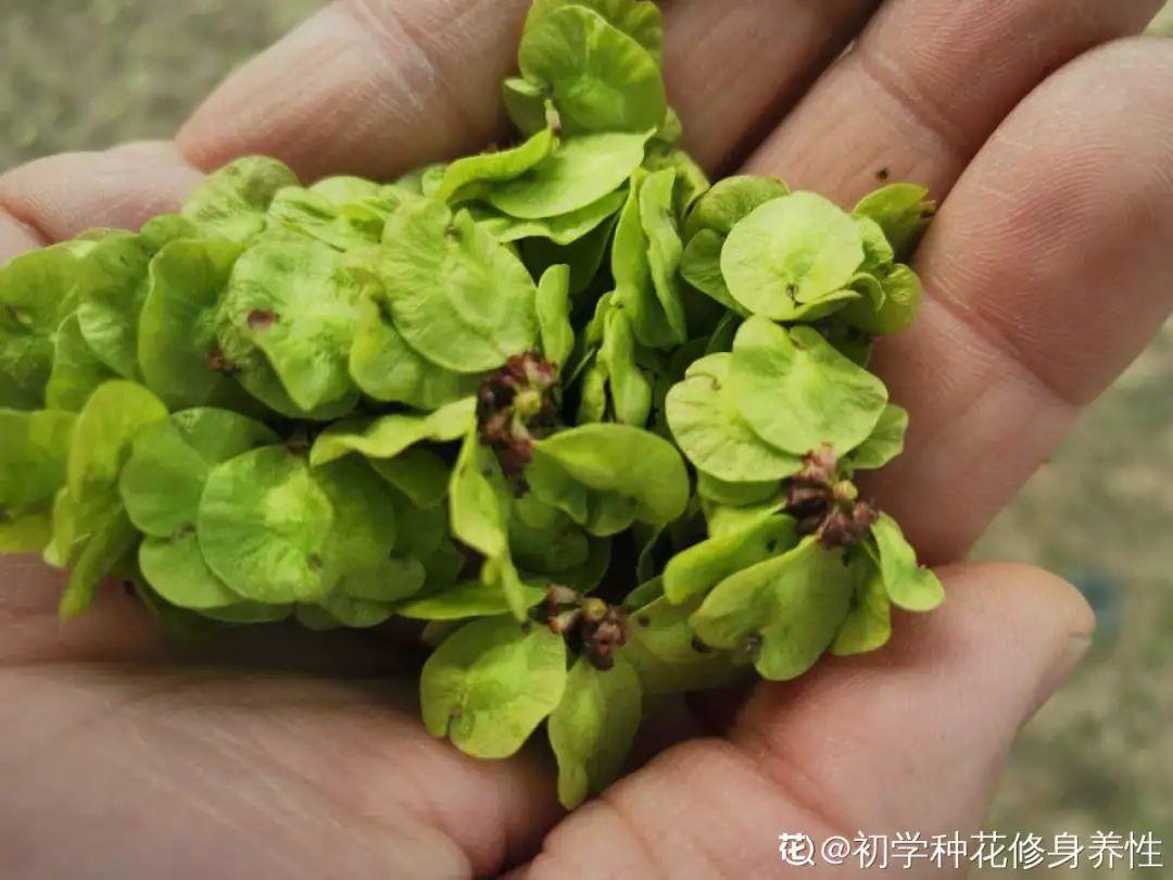 香飘飘的花,吃一口满嘴花香,再不吃就没了