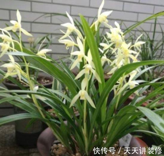 此款花卉,花艳易爆盆,开花幽香暗淡,花香四溢飘满屋