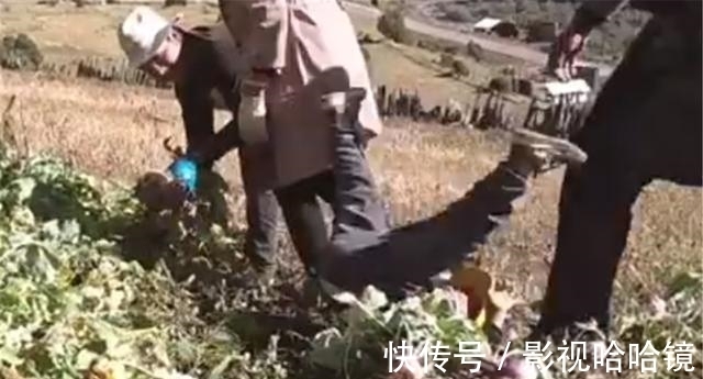 萝卜|萌娃跟着爷爷拔萝卜,接下来的一幕让人哭笑不得:这就是四脚朝天