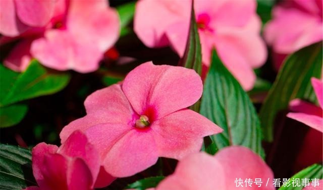 15种便宜花草，原以为很普通，没想到成为花园中的“颜值担当”！