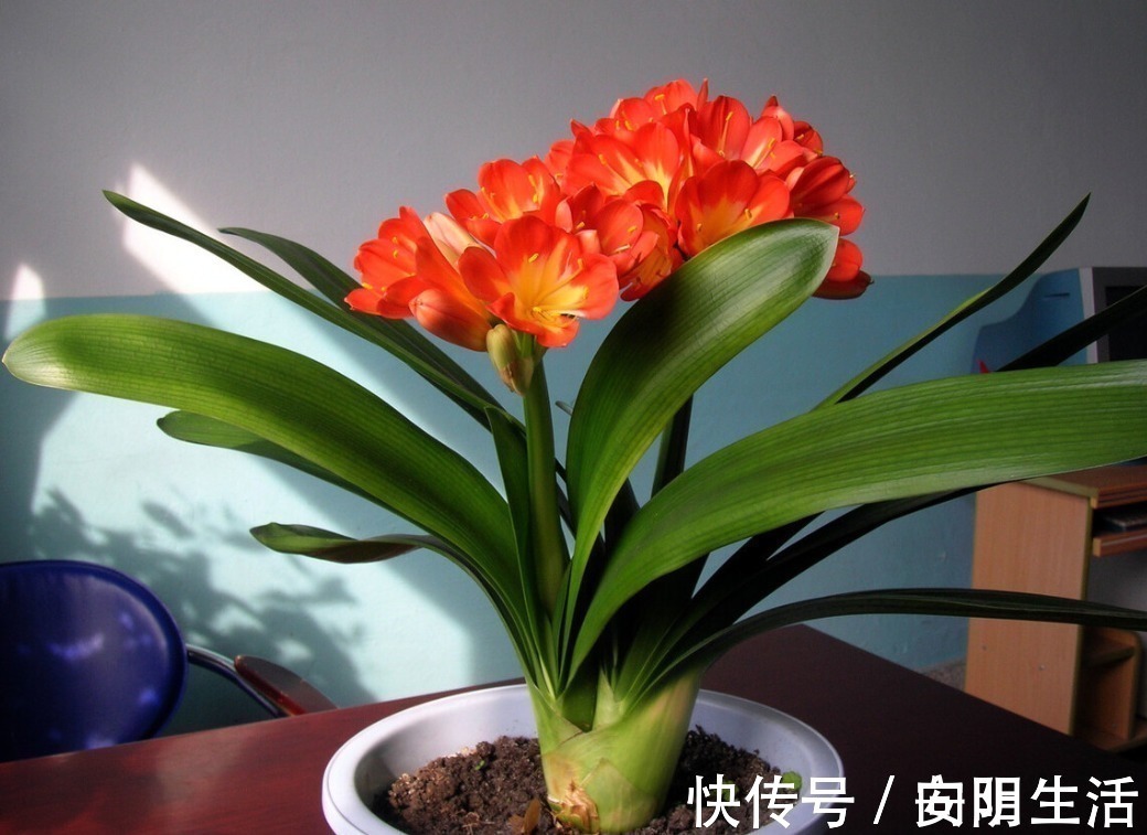 浇水|君子兰害怕五件事，新手经常犯，难怪越养越糟糕