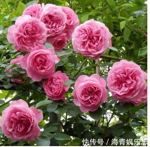 发黄|4种花夏天必须勤浇水,水分充足爆花一整夏,不然叶片发黄不开花