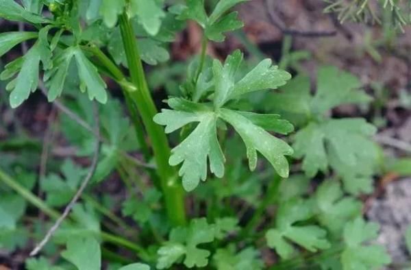 天津最新提醒：这种菜不能随便吃！|扩散 | qt:colorful,zzc,mass_adver_offline,wspuser_3beijing,nbbdpp_-10000,nbbscoreee_-10000,nbbstratest_1