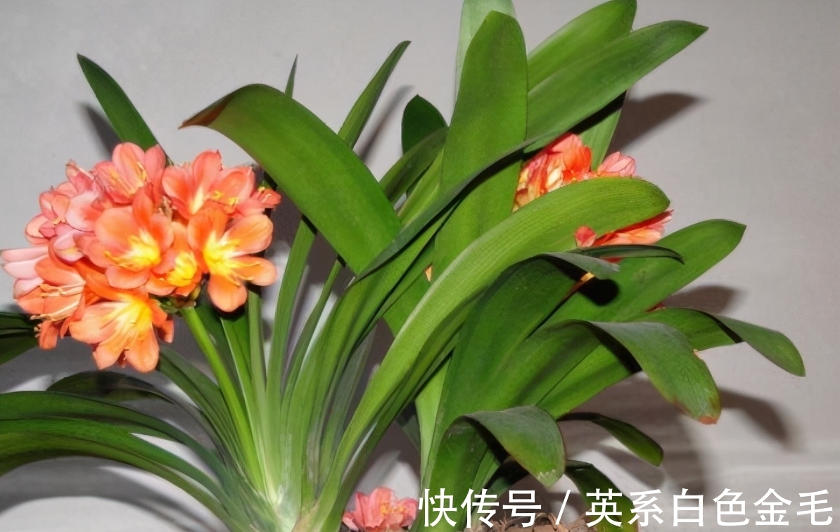 阳台养君子兰,四季学会“巧浇水”,叶子绿油油,冬季开爆盆