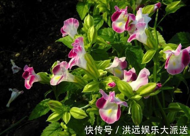 机器|这3种花“耐热”好养，30度还能窜花苞，夏天的“开花机器”