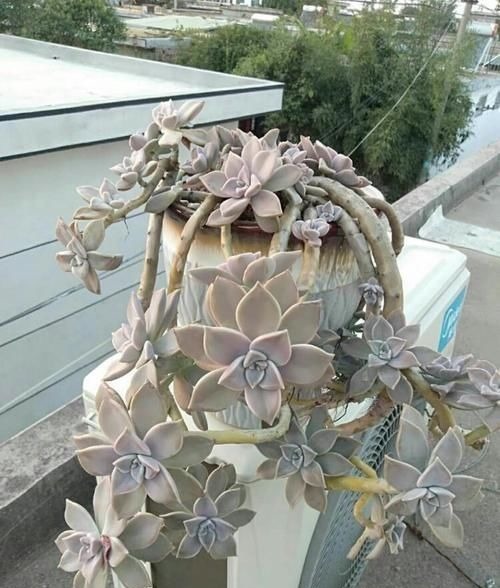 都在养“多肉”?那你见过养了15年的“胧月”,是什么样吗?