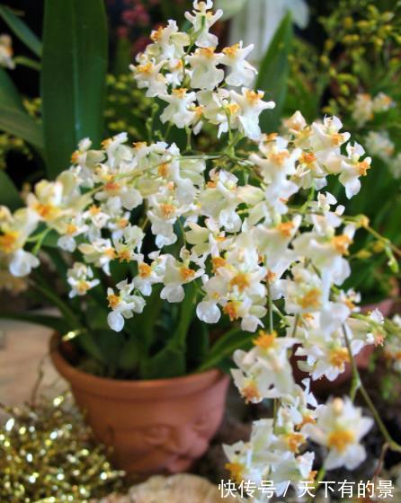 花友|3种花秋天“睡醒后”,及时喂点大补肥,才能长得壮开爆花