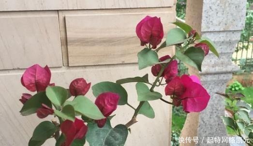 婆婆只养“2种”花，窗台变成“花海”，冬天“开花”上百朵！