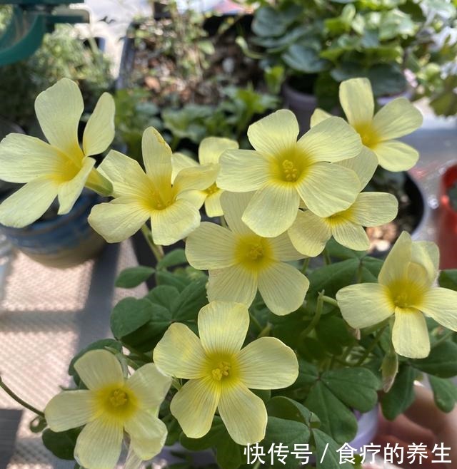 3种稳赚不赔的花,今年种一个,明年爆崽一大堆!