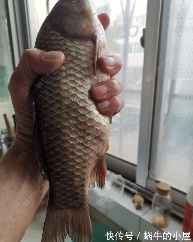 时节|秋季钓鲫鱼与天气的关系浅析