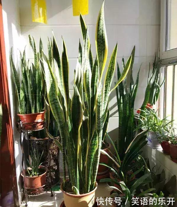 积水|适合“干养”的11种花,天冷更加要控水,不然难过冬