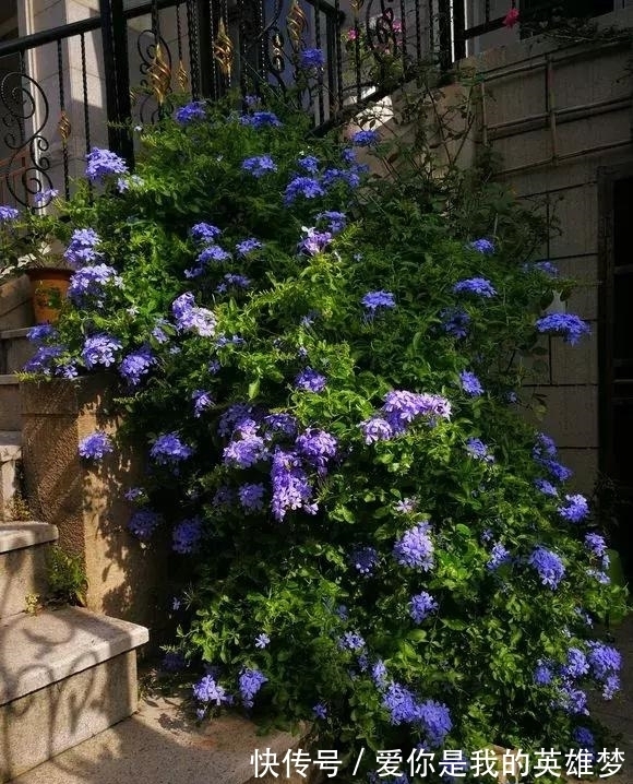 花花量|2种花不怕热,越热越开花,一开200多天,现在种1个月就开爆!