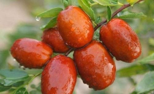 女性最好的食物，每天幾個，補足氣血，臉色紅潤，子宮越來越健康