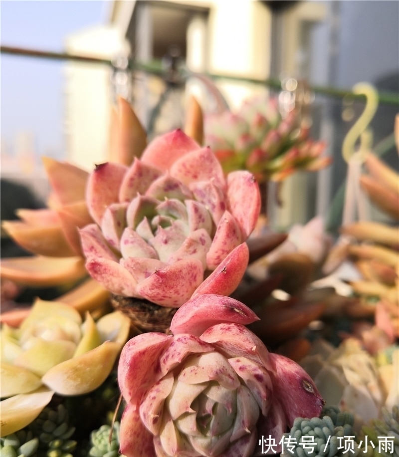 天下养肉人都一样贪