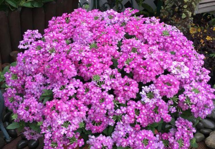 此花超漂亮,沾土就活,开花又大又艳,养庭院,十里飘香